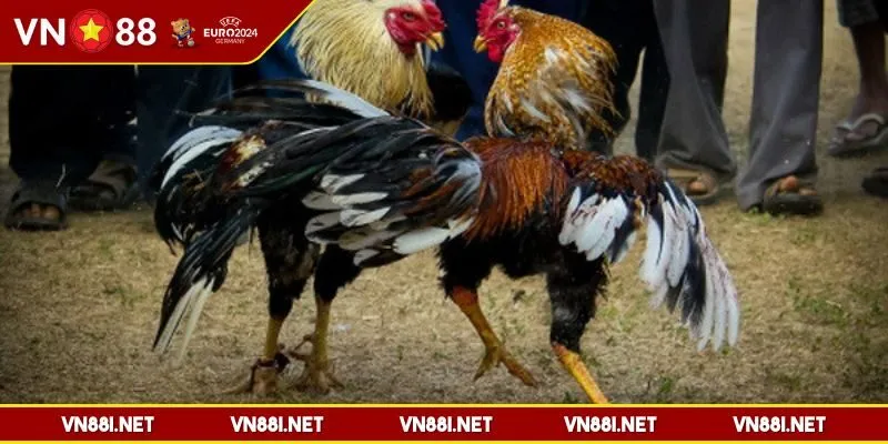 da-ga-vn88-loai-hinh